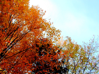 Autumnal Colours