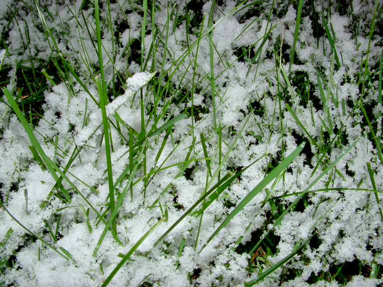 Snow on grass, closeup