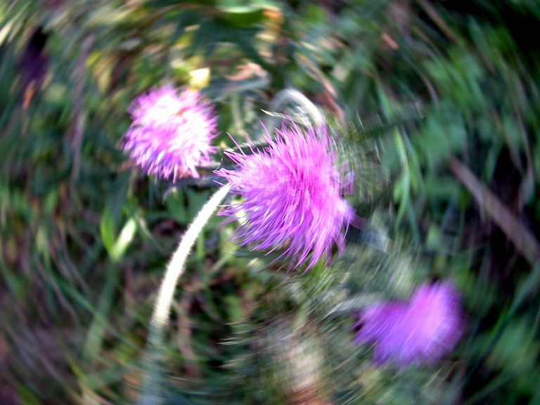 A Thistle