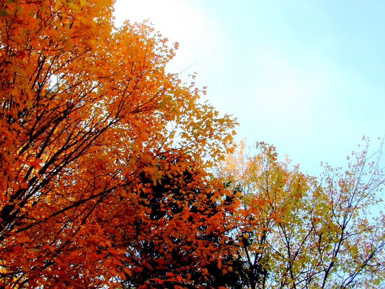 Green, Yellow, Orange, Red autumnal leaves