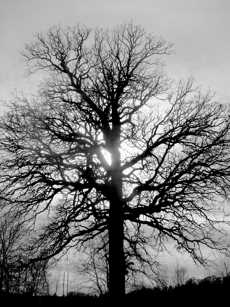 A leafless tree with a sunset behind, in black and white