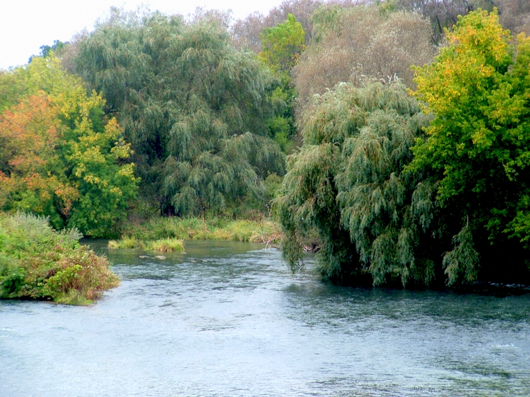 Willow trees gracefully drooping into the water of the Grand River.