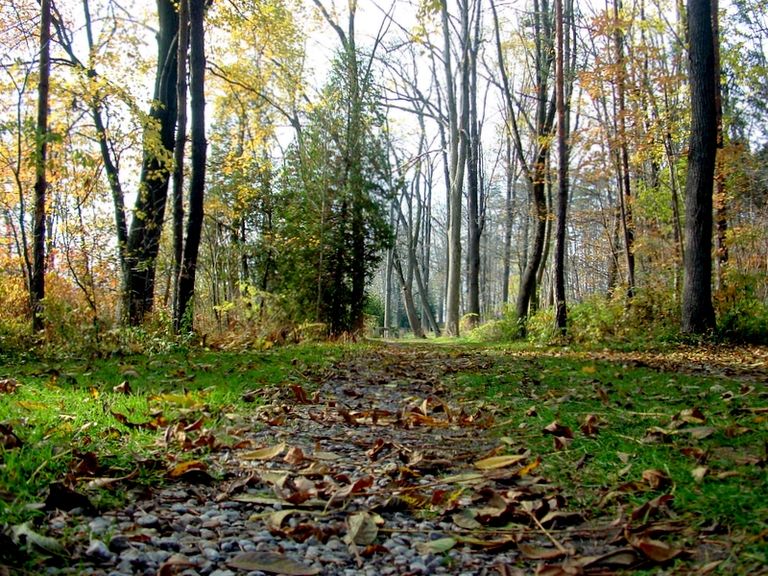 Near the ground looking up a forest path