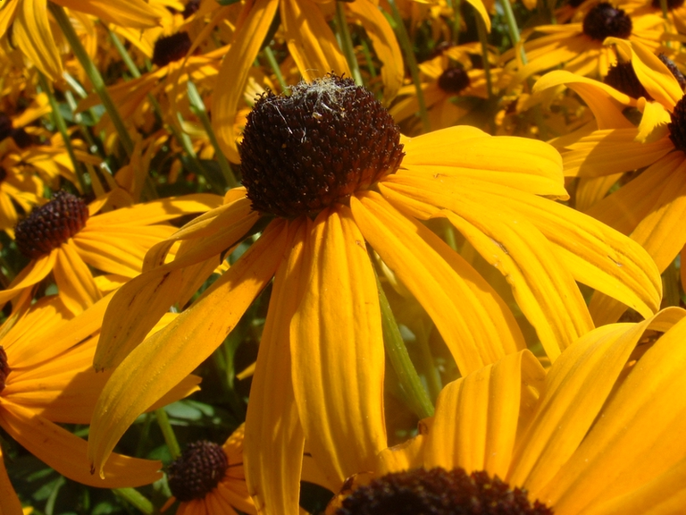 Closeup of a yellow flower