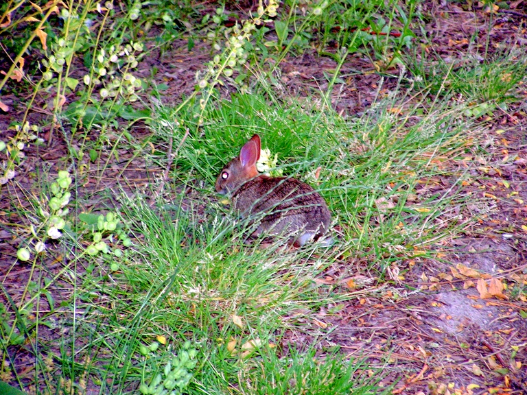 A bunny with a serious case of redeye