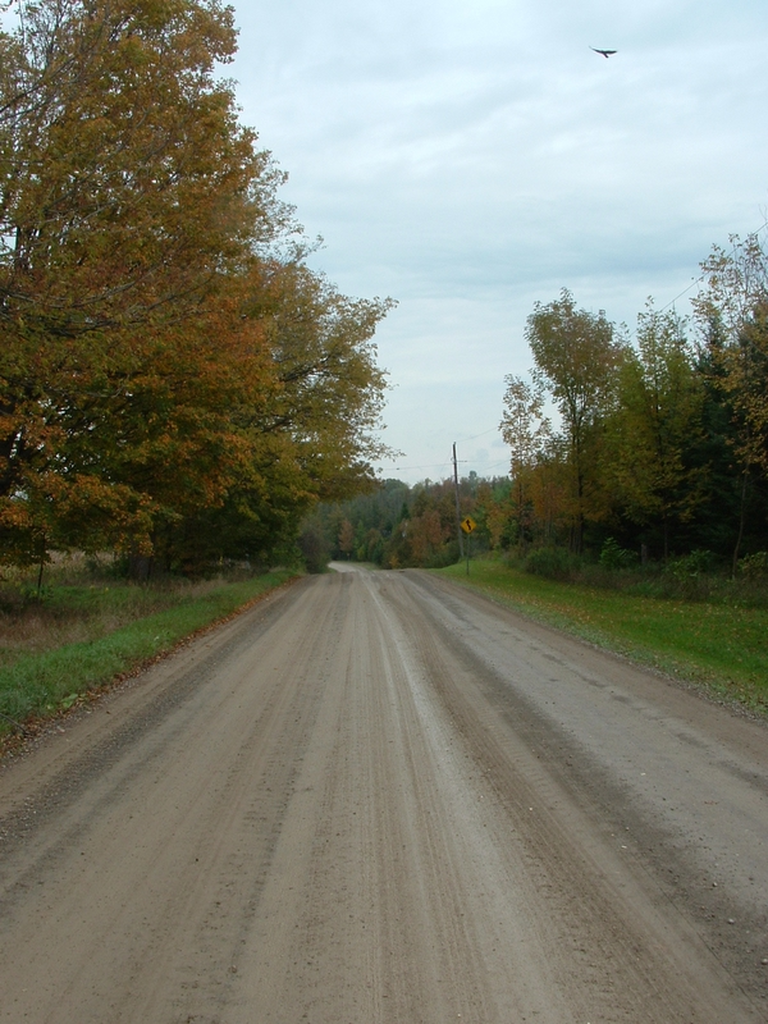 A turkey vulture flies over a dirt road