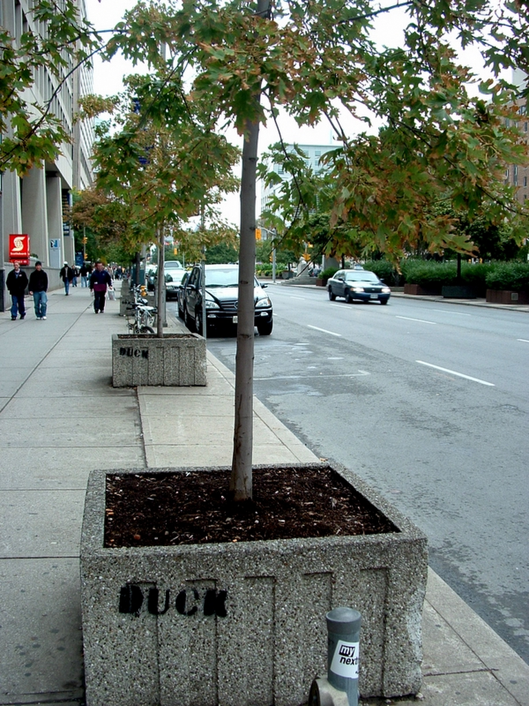 University Ave in Toronto.  Duck, duck, goose are painted on plant pots down the street.