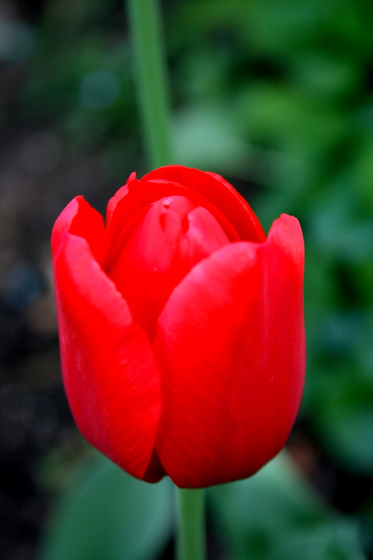 A tulip