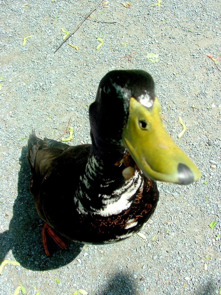 A duck