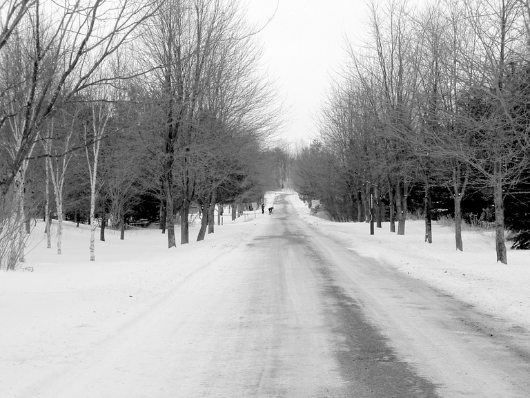 A road in the arboretum