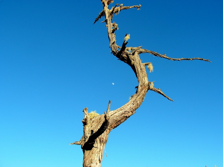 The moon with a tree around it