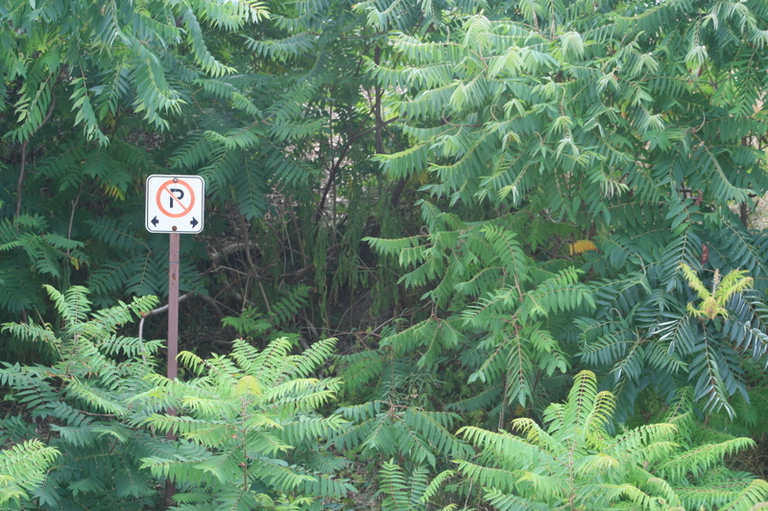 No parking sign... in a forest?