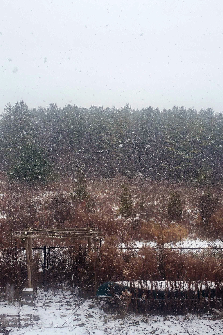 A forest in the background, with a bit of a fence and a snow covered canoe in the foreground.