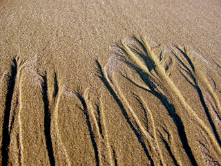 Sand Fingers