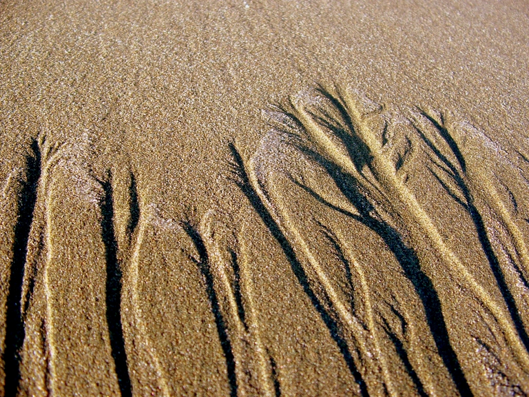 Rivulets of water cause finger-like formations in sand.