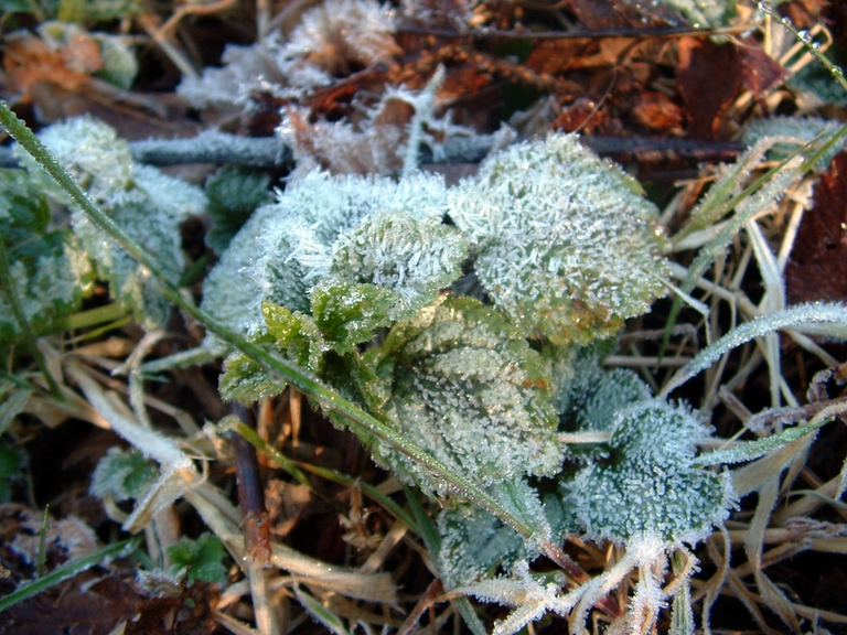 Ice crystals formed early in the morning on a very small plant in Tofino.