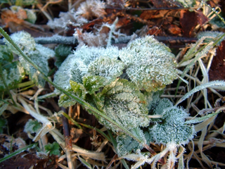 The Melting Plant