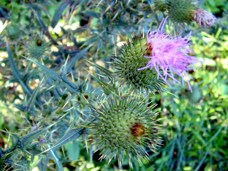 A Thistle