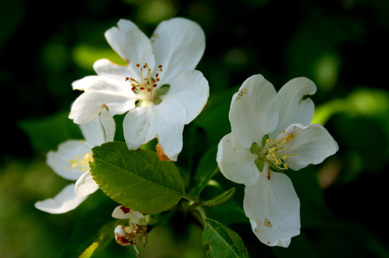 some pretty white flowers