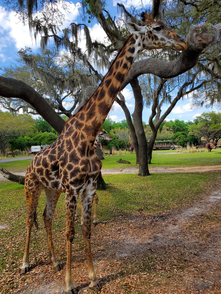 A closeup of a giraffe at DisneyWorld