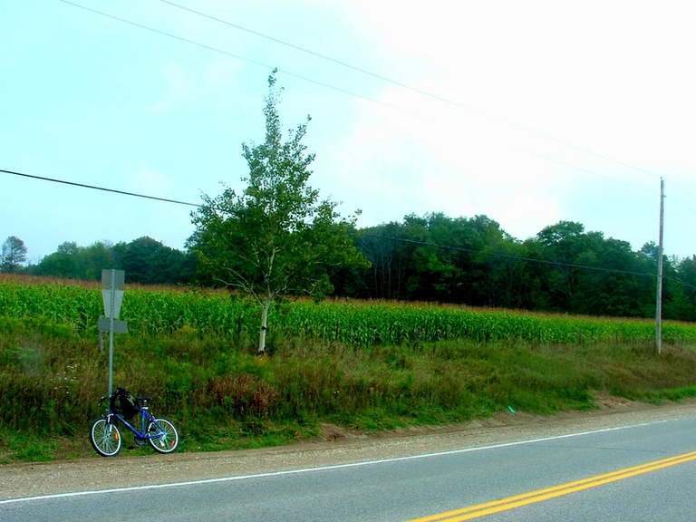 A summery day with a bicycle, signpost, tree and field