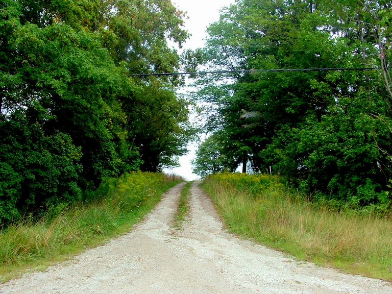Looking down a country lane